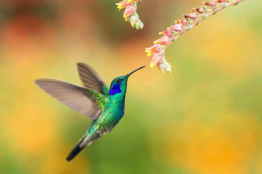 leyenda del colibrí