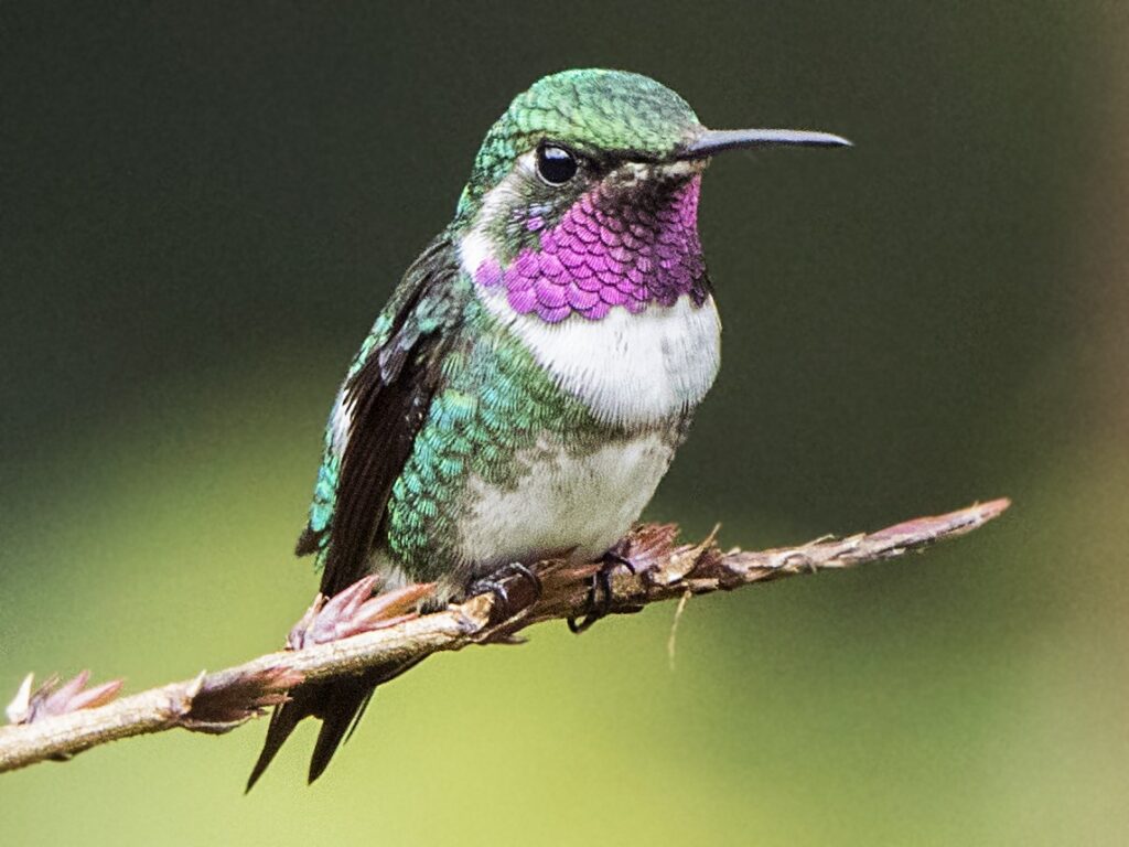 leyenda guaraní del colibrí